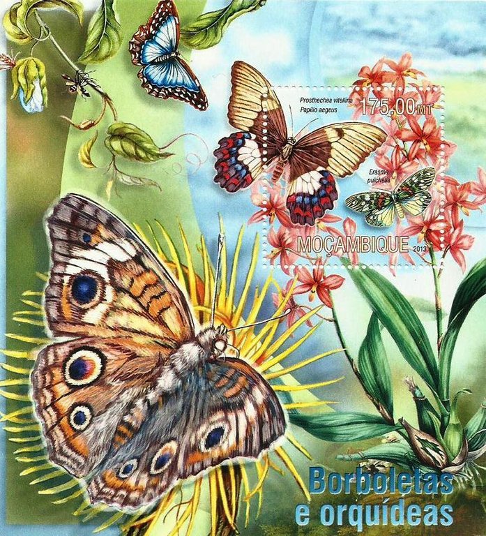 Moçambique - Borboletas e orquideas 2013