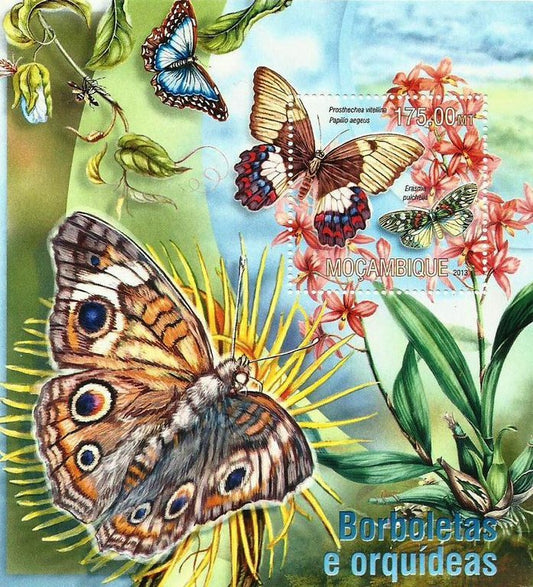 Moçambique - Borboletas e orquideas 2013