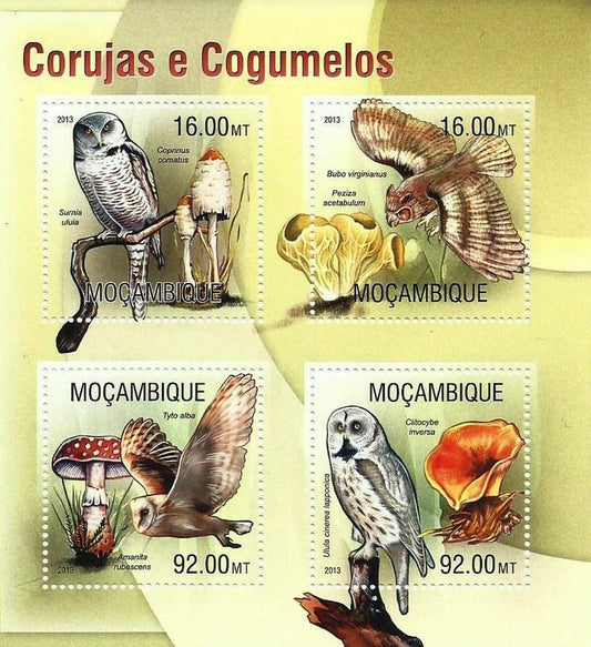 Moçambique - Corujas e cogumelos 2013